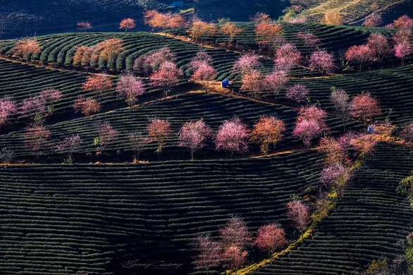Sắc xuân đến sớm, rừng anh đào khoe sắc giữa đồi chè Sa Pa