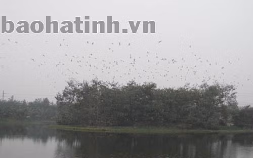 Cứ chiều chiều, đàn cò hàng nghìn con lại bay về đảo ông Phúc (giữa hồ trong khu sinh thái) trú ngụ. Ảnh: Minh Thùy