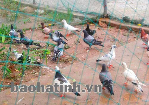 Bồ câu được nuôi thả trong môi trương tự nhiên