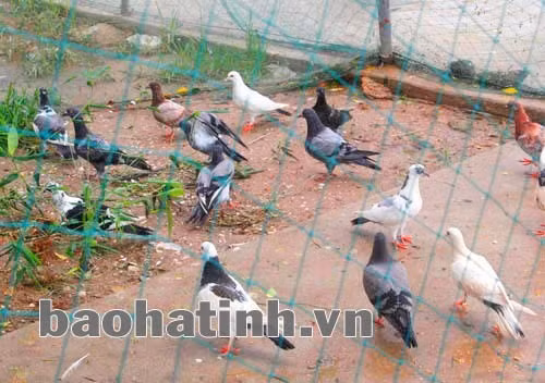 Bồ câu được nuôi thả trong môi trương tự nhiên