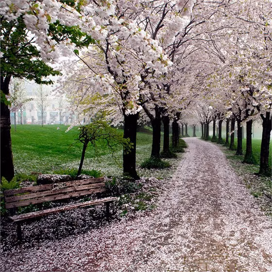 Không gian tràn ngập sắc xuân trong công viên Spencer Smith, Burlington, Ontario, Canada.