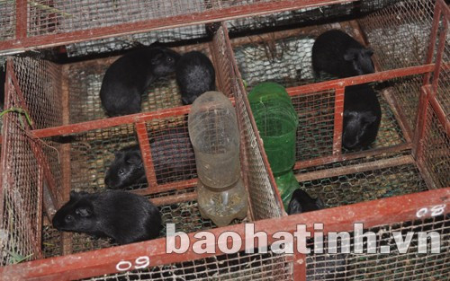 Nhìn qua thì chồn nhung đen khá giống chuột