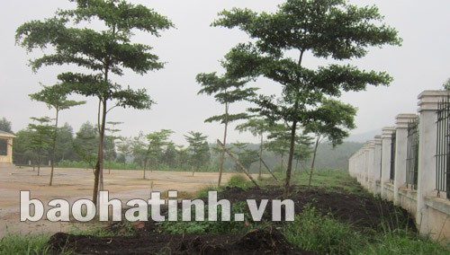 Màu xanh bạt ngàn từ việc sử dụng phân hữu cơ