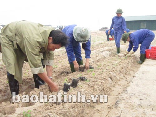 Chuyên gia nước ngoài đang hướng dẫn công nhân trồng cải thảo tại khu 6 ha