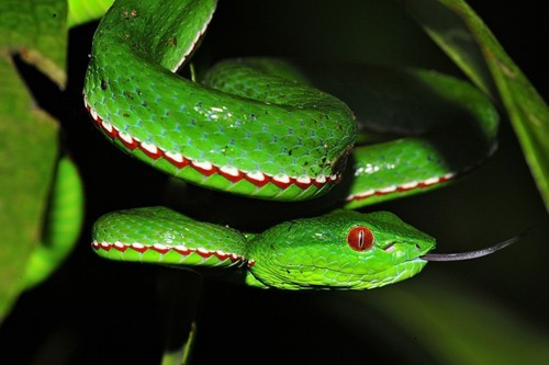 Trong rừng khộp Ea H'leo (Đắc Lắc)