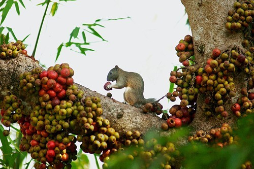 Cú ở VQG Yooc Đôn