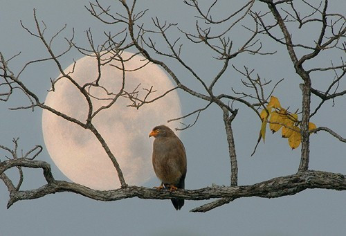 Trong rừng khộp Ea H'leo (Đắc Lắc)