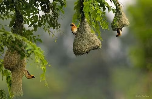 Chim dòng dọc làm tổ