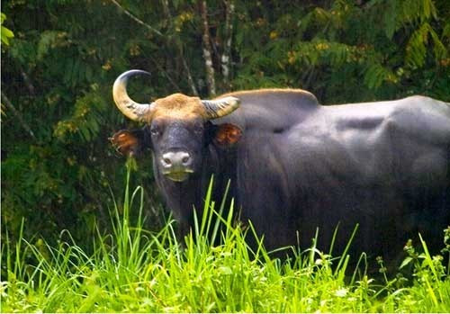 Bò tót gãy sừng (Nam Cát Tiên)