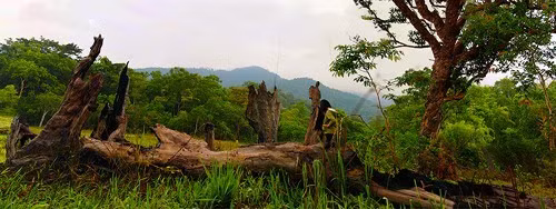 Hãy cứu lấy rừng!