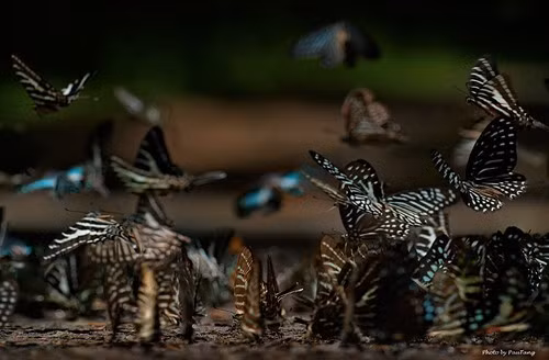 Đàn bướm ở VQG Cát Tiên