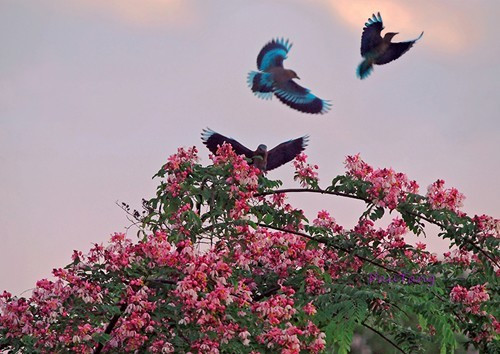 Chim dòng dọc làm tổ