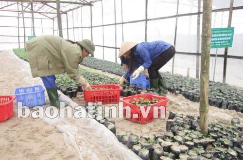 Ươm cây cải giống trong nhà kín