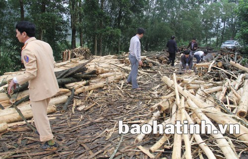 Nhiều tuyến đường liên xã tại huyện Hương Sơn cũng bị lấn chiếm để bóc tách vỏ cây Tràm, Keo nguyên liệu bán cho các nhà máy băn dăm