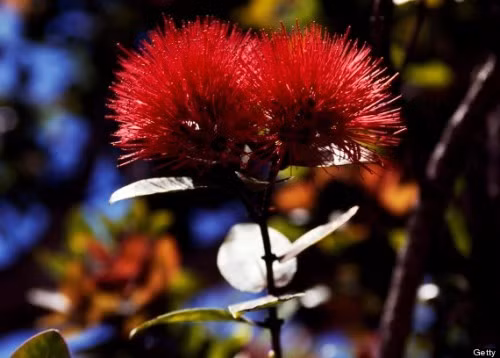 Hoa Lehua rực rỡ. Hoa Lehua rực rỡ.