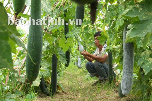 Mô hình bí xanh tre việt tại xã Thạch Châu (Lộc Hà).