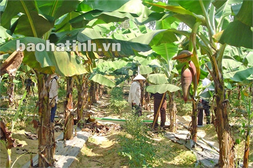 Trồng chuối tiêu hồng bằng phương pháp nuôi cấy mô cho hiệu quả kinh tế cao hơn nhiều lần chuối địa phương, thời gian sinh trưởng ngắn, mức đầu tư không cao.