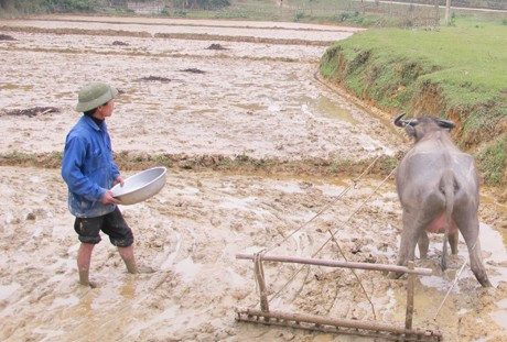 Vụ đông xuân 2010 - 2011 ở Hà Tĩnh đang gặp nhiều bất lợi vì rét đậm, rét hại kéo dài