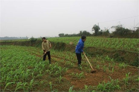 Cuộc sống đã hồi sinh trên "rốn" lũ Hương Khê