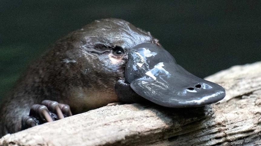 Bang ở Australia có không khí sạch nhất thế giới ảnh 4