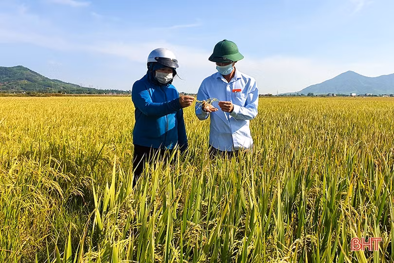 Năng suất lúa hè thu vượt trội, nông dân huyện Kỳ Anh đẩy nhanh tiến độ thu hoạch