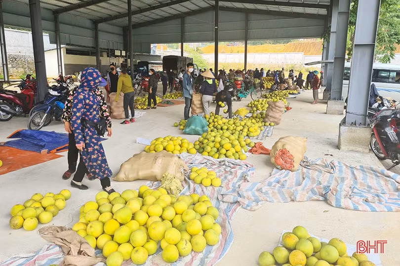 Ngắm “Đệ nhất danh quả” Hà Tĩnh mùa thu hoạch