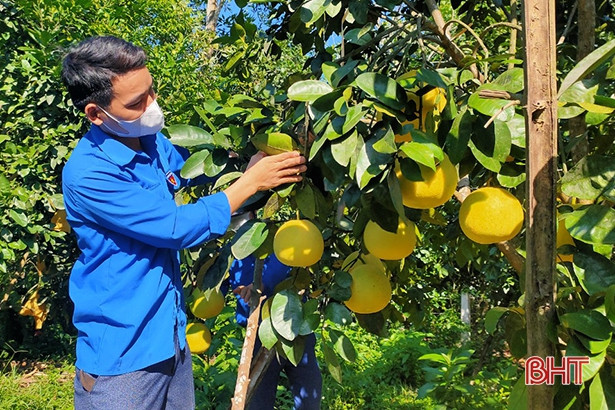 Huyện đoàn Hương Khê hỗ trợ thu hoạch, tiêu thụ bưởi Phúc Trạch