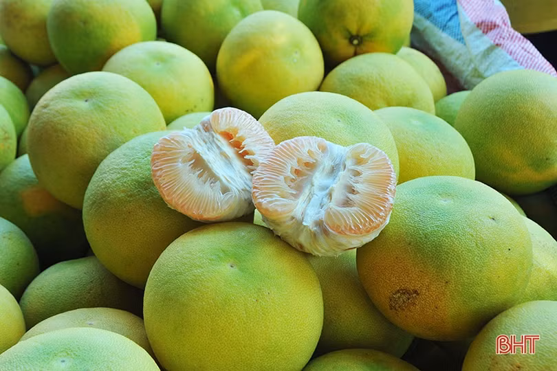 Ngắm “Đệ nhất danh quả” Hà Tĩnh mùa thu hoạch