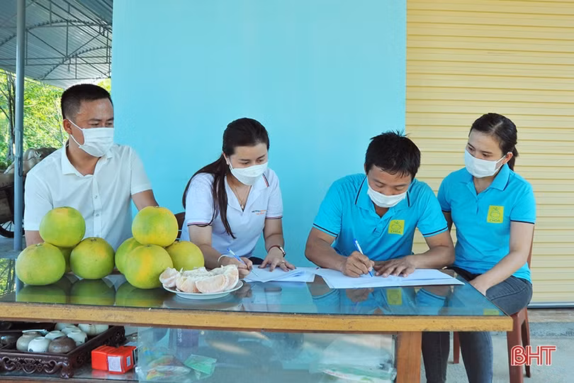 Ngắm “Đệ nhất danh quả” Hà Tĩnh mùa thu hoạch