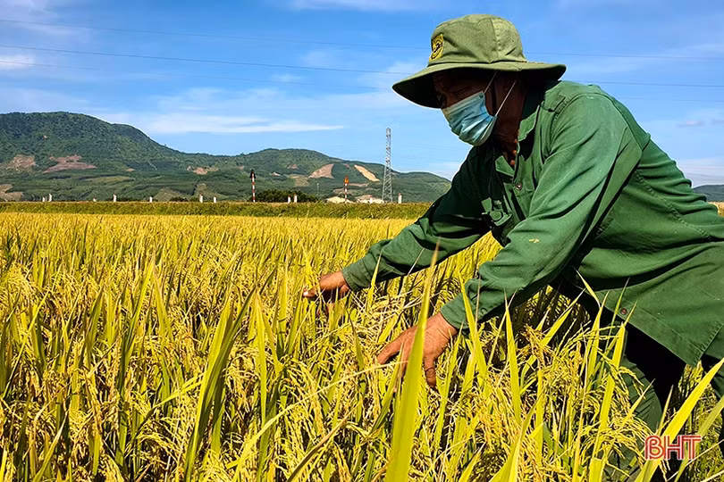 Năng suất lúa hè thu vượt trội, nông dân huyện Kỳ Anh đẩy nhanh tiến độ thu hoạch