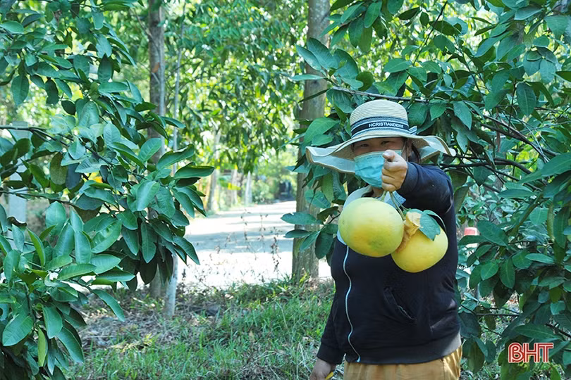 Ngắm “Đệ nhất danh quả” Hà Tĩnh mùa thu hoạch