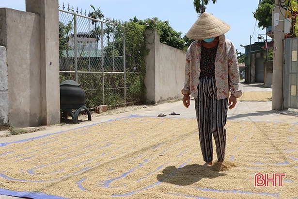 Vì sao giá lúa hè thu đầu vụ tại Hà Tĩnh xuống thấp?