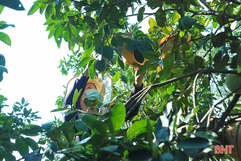 Ngắm “Đệ nhất danh quả” Hà Tĩnh mùa thu hoạch