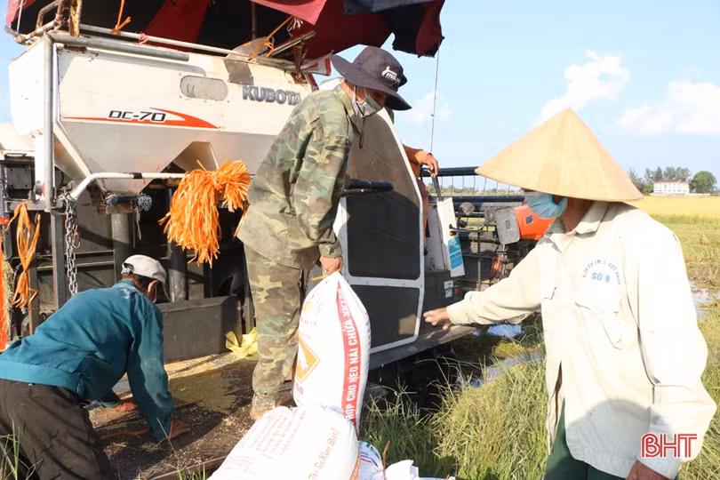 Điều tiết máy gặt hợp lý, chuẩn bị cho cao điểm thu hoạch lúa hè thu ở Hà Tĩnh