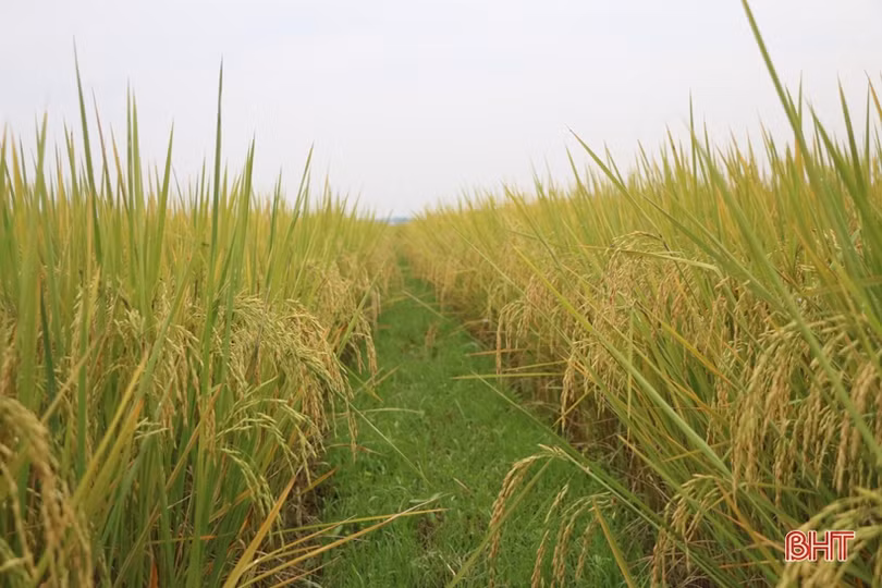 Nông nghiệp Hà Tĩnh đột phá lớn…