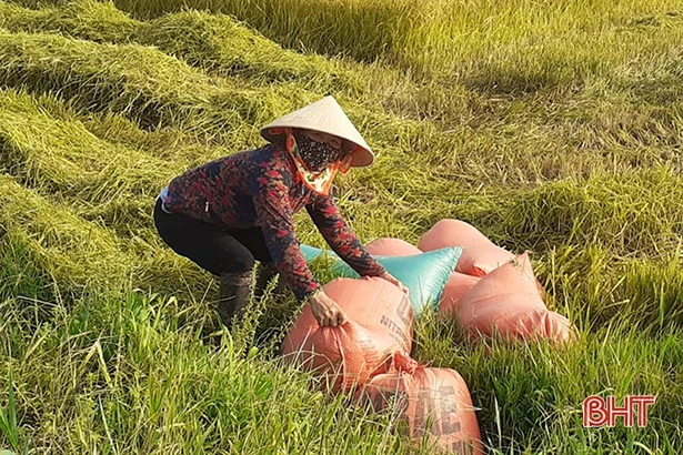 Vì sao giá lúa hè thu đầu vụ tại Hà Tĩnh xuống thấp?