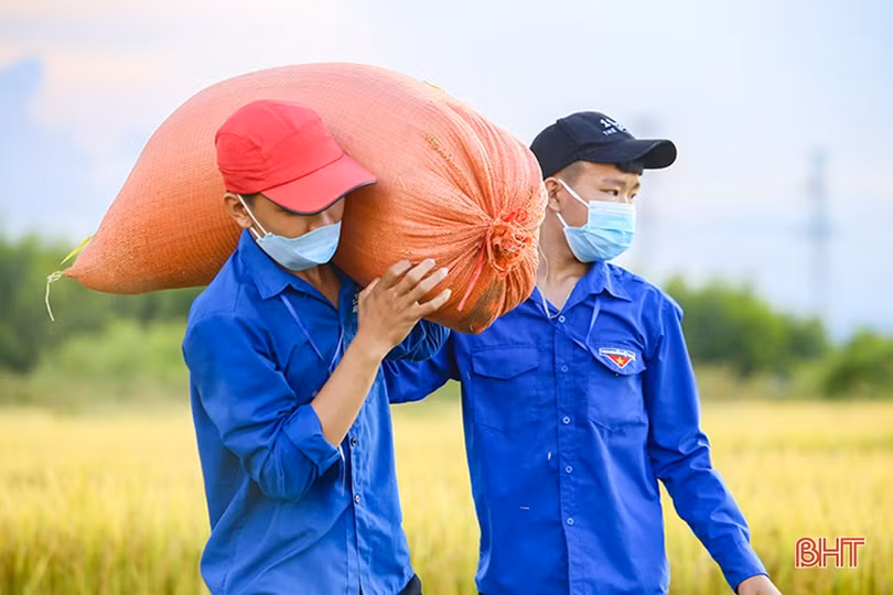 Hình ảnh đẹp về các tình nguyện viên giúp dân thu hoạch lúa ở Cẩm Xuyên