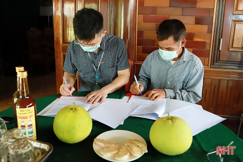 Chính thức tiêu thụ bưởi Phúc Trạch qua Sàn Thương mại điện tử Voso.vn