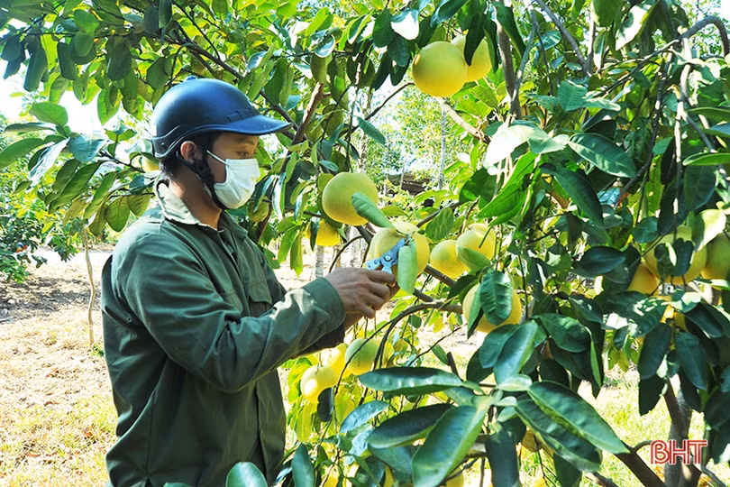 Ngắm “Đệ nhất danh quả” Hà Tĩnh mùa thu hoạch