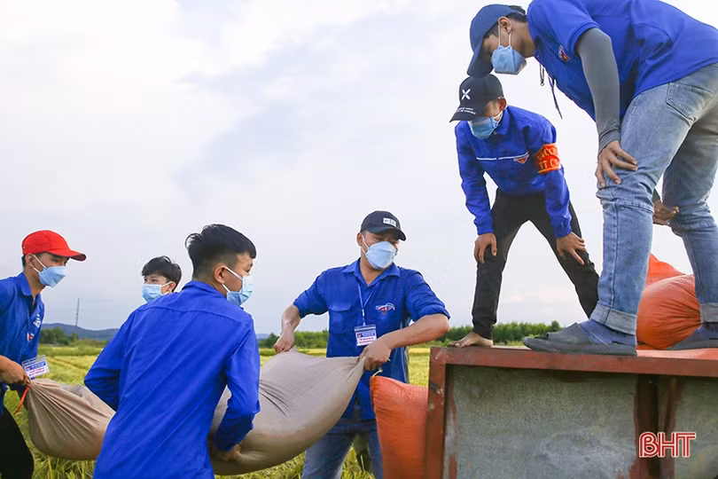 Hình ảnh đẹp về các tình nguyện viên giúp dân thu hoạch lúa ở Cẩm Xuyên