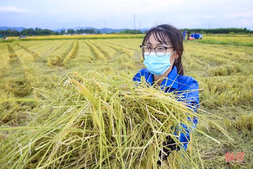 Hình ảnh đẹp về các tình nguyện viên giúp dân thu hoạch lúa ở Cẩm Xuyên