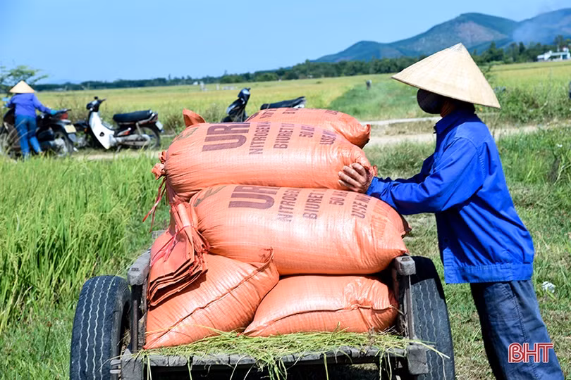 Năng suất lúa hè thu vượt trội, nông dân huyện Kỳ Anh đẩy nhanh tiến độ thu hoạch