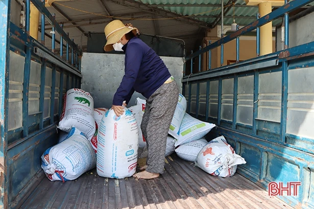 Vì sao giá lúa hè thu đầu vụ tại Hà Tĩnh xuống thấp?