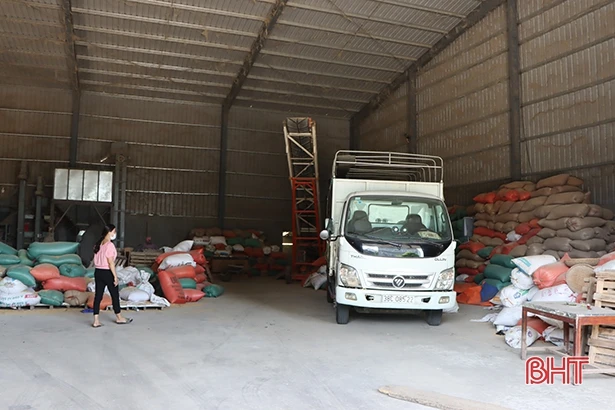 Vì sao giá lúa hè thu đầu vụ tại Hà Tĩnh xuống thấp?