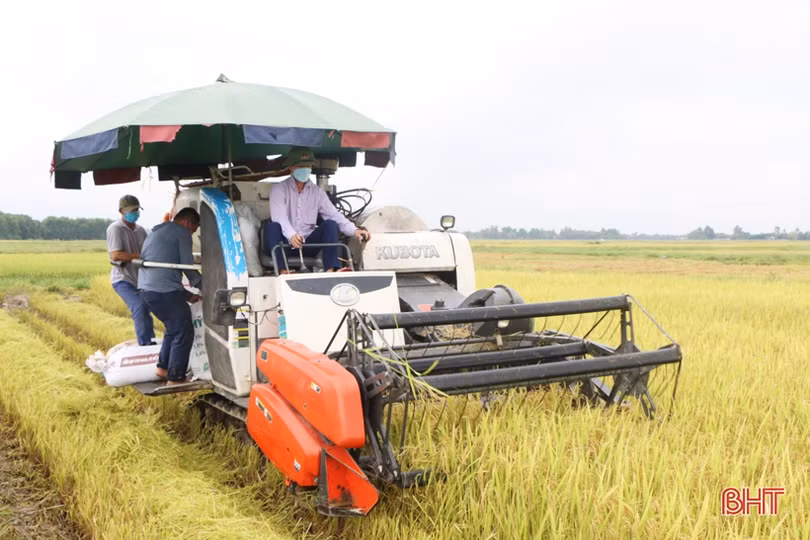 Nông dân Hà Tĩnh “chạy mưa” trên những cánh đồng lúa hè thu