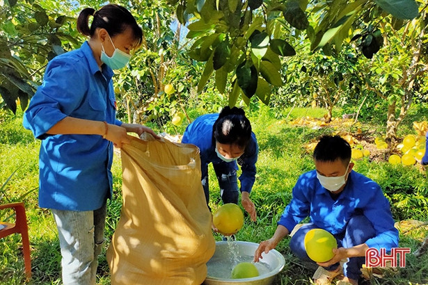 Huyện đoàn Hương Khê hỗ trợ thu hoạch, tiêu thụ bưởi Phúc Trạch