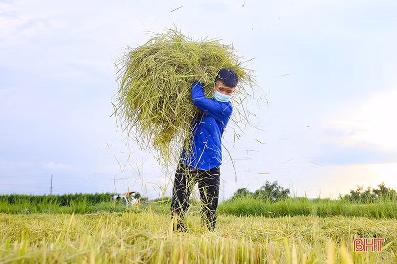 Hình ảnh đẹp về các tình nguyện viên giúp dân thu hoạch lúa ở Cẩm Xuyên