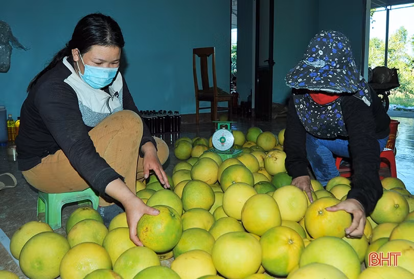 Ngắm “Đệ nhất danh quả” Hà Tĩnh mùa thu hoạch