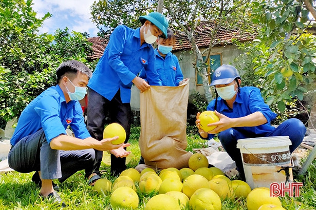 Huyện đoàn Hương Khê hỗ trợ thu hoạch, tiêu thụ bưởi Phúc Trạch