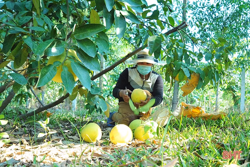 Ngắm “Đệ nhất danh quả” Hà Tĩnh mùa thu hoạch